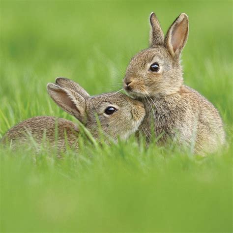 Greetings Card Pair Of Juvenile European Rabbits 16x16cm