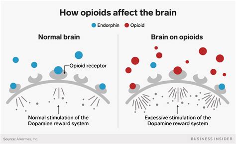 how do opiates work in the brain