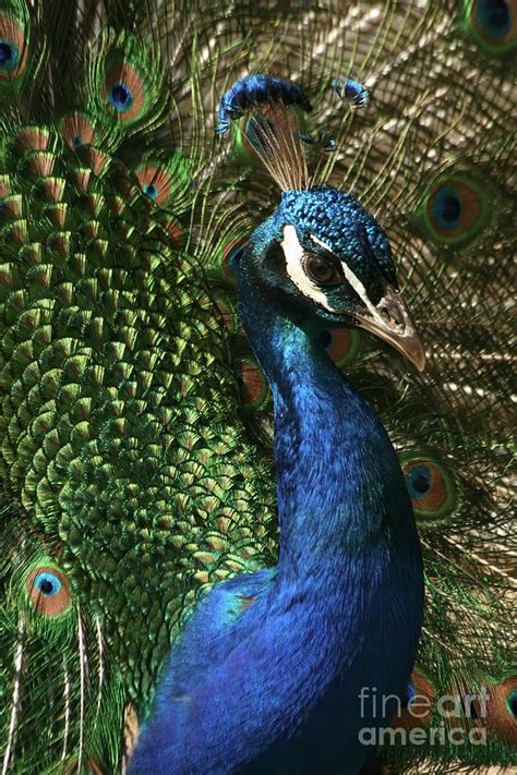 Perky Peacock Photograph By Teresa Jack