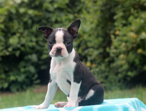 While it's totally normal for the allowing puppies to be taken home before 8 weeks: Boston Terrier Puppies For Sale | Pittsburgh, PA #281431