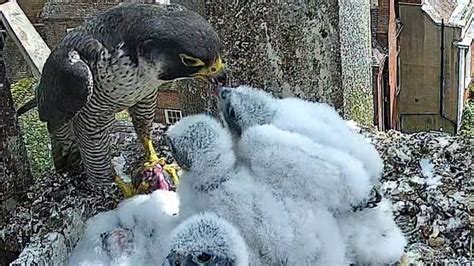 Worcester Cathedral Welcomes First Peregrine Chicks For 12 Years Bbc News