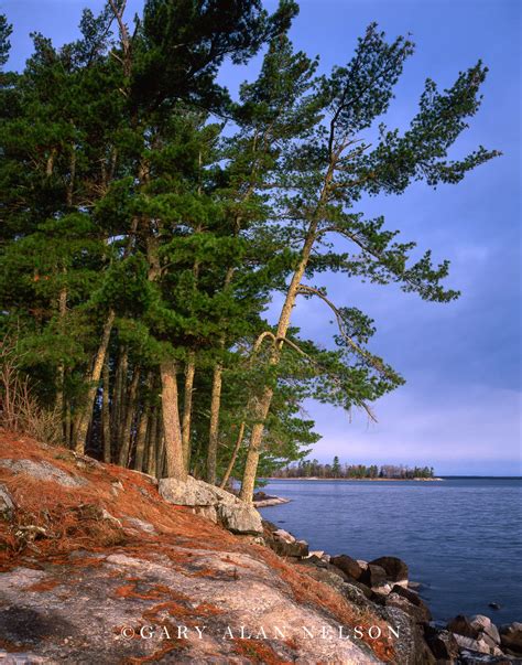 White Pines On Kabetogema Lake Voyageurs National Park Minnesota