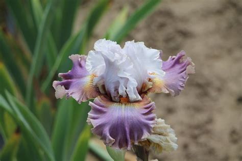 Photo Of The Bloom Of Tall Bearded Iris Iris Bronze Heart Posted By