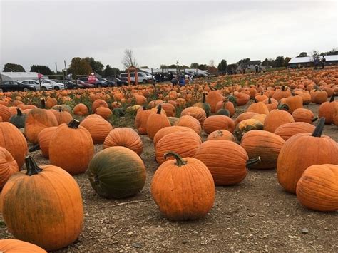 Visit Alexandria Area Pumpkin Patch Before Its Too Late Old Town