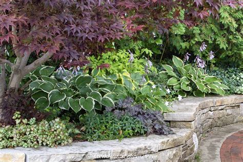 Hosta Companion Plants What To Plant With Hostas Gardening From