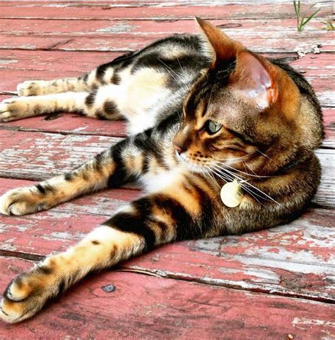 The bengal is a domesticated cat that resembles a small leopard. Purebred Cat Rescue and Adoption | Meow Lifestyle
