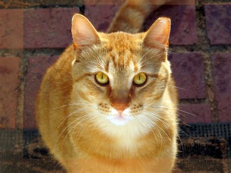 10 Facts You Should Know About Feral Cats Thecatsite Articles
