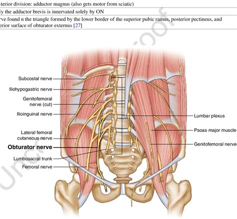 3 Anatomy Of The Lumbar Plexus Nerves Image By Springer Download