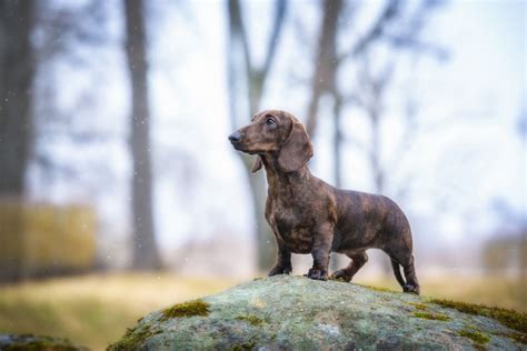 Are Dachshunds Good Hunting Dogs
