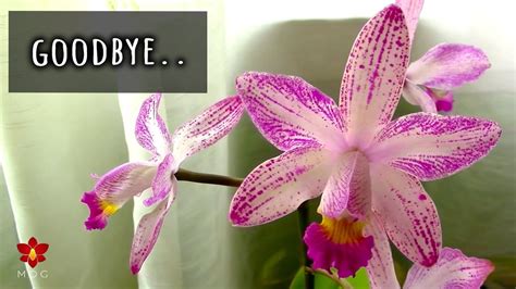 I Lost A Limited Edition Orchid 😭 Rare Orchids I Will Probably