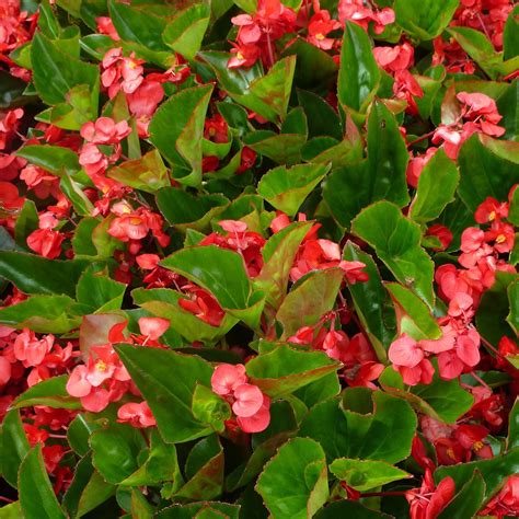 30 Seeds Gorgeous Begonia Nightlife Deep Rose Flower Aa