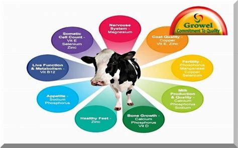 Importance Of Nutrients For Cattle Growel Agrovet