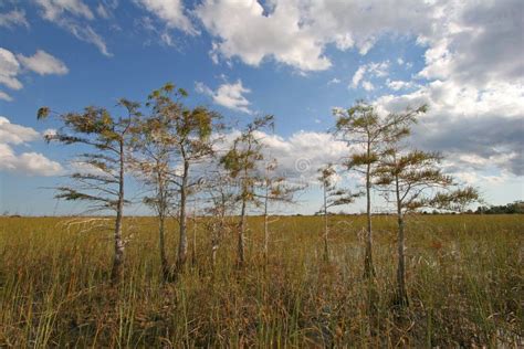 Cypress Trees Of Everglades National Park Stock Photo Image Of Blue