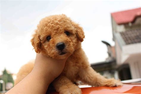 Lovelypuppy Brown Color Female Toy Poodlerm650 Only