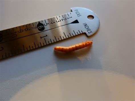 Larva Of A Darkling Beetle Pest Control Canada