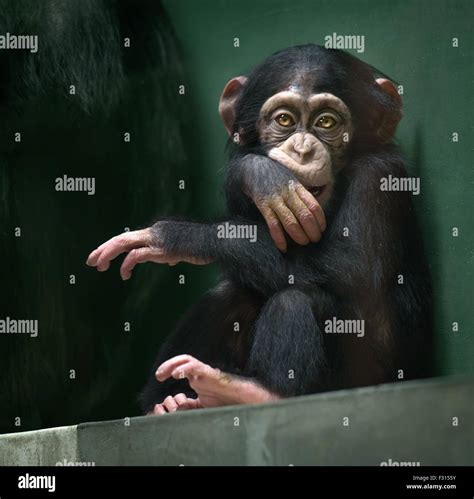 Sad Chimp Face Hi Res Stock Photography And Images Alamy