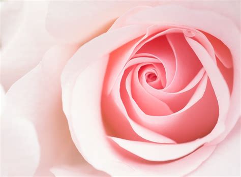 Light Pink Rose Wallpaper
