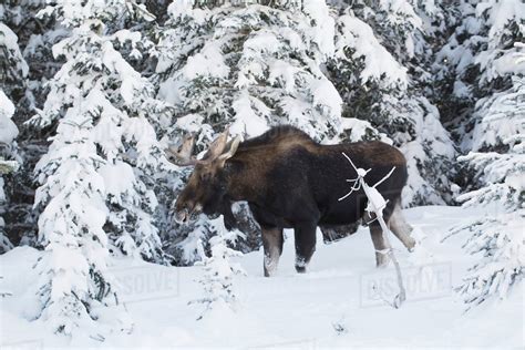 Male Moose Along A Snow Covered Forest With Snow Covered