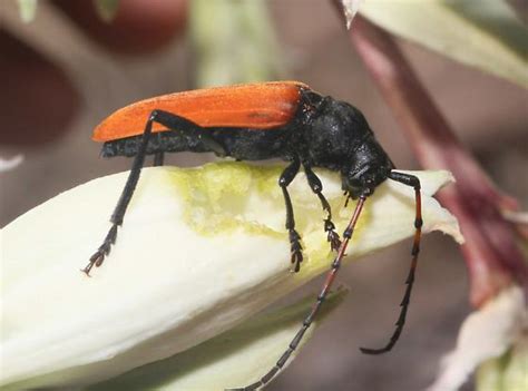 Orange Winged Longhorned Beetle Tragidion Agave Bugguidenet