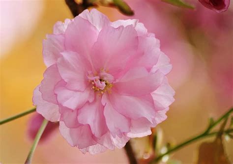 Blossom Bloom Pink Macro Flowers Plant Japanese Cherry Blossom