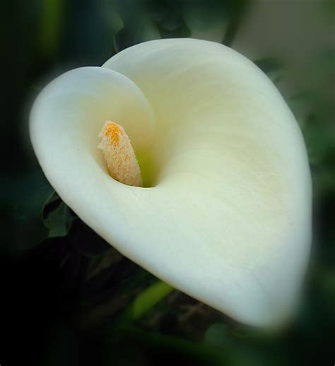 Callas Blume Weiß - Über Blumen