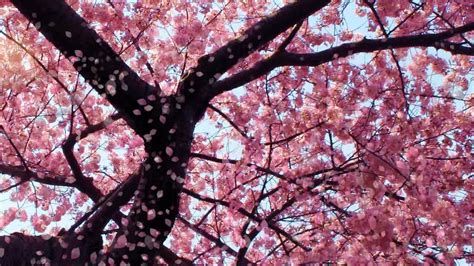 Cherry Blossom Live Wallpaper Youtube