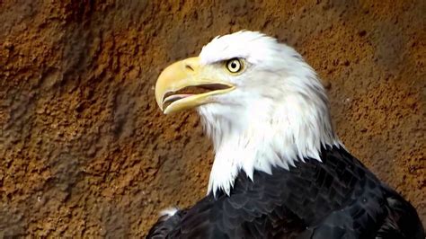 American Bald Eagle Bird Of Prey Youtube