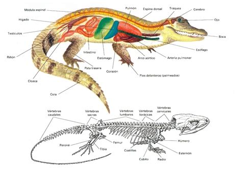 1º Eso Ciencias De La Naturaleza Vertebrados Reptiles