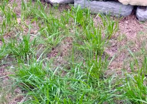 Ryegrass Is A Cool Season Grass That Will Die Soon