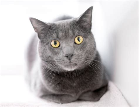 A Gray Shorthair Cat Sitting In A Loaf Position Stock Photo Image Of
