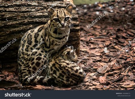 Margay Leopardus Wiedii Female Baby Margay Stockfoto 1202688151