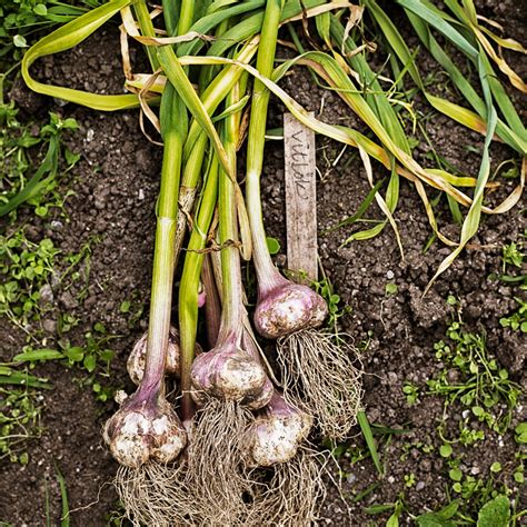 How To Grow Garlic A Simple Guide To Grow This Easy