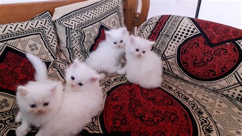 Persian cat for sale in pakistan. Persian cat kitten for sale - YouTube