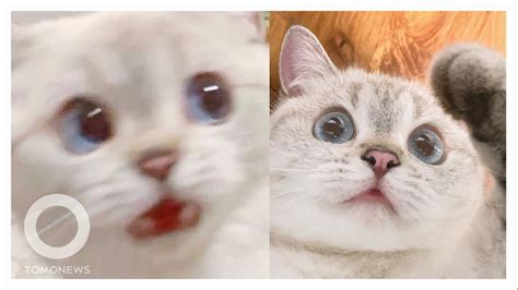 100 gambar meme lucu terkocak gokil bulan ini update meme. 45+ Foto Meme Lucu Kucing | Serbameme