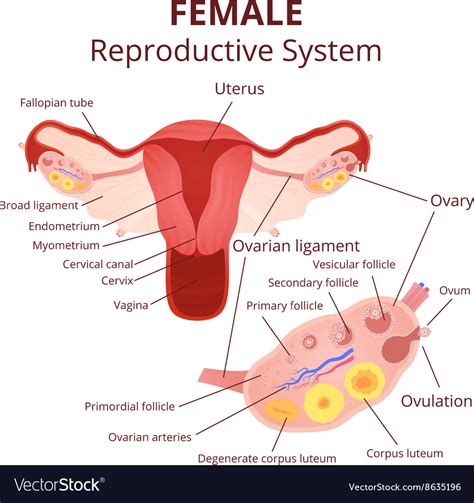 Draw A Labelled Diagram Of Female Reproductive System Porn Sex Picture