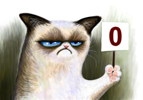Cat Meme Quote Funny Humor Grumpy 18 Wallpapers Hd Desktop And