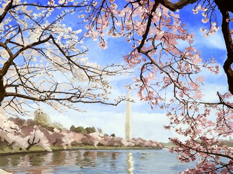 Cherry Blossoms At The Tidal Basin Kyo Gallery
