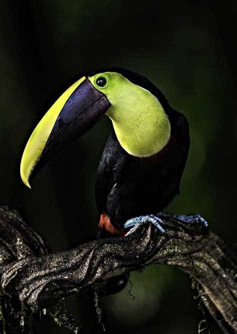 Costa Rican Toucan By Paul Keates On 500px Costa Rican Toucans Cute