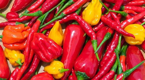 43 Different Types Of Hot Peppers To Grow This Season