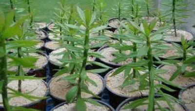 May 31, 2021 · oxalis atau calincing merupakan tanaman hias dengan bentuk dan warna unik. Kaktus - Kaktus yang Unik - Aneka Tanaman Hias (ATH)