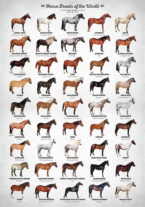 Horse Horses Breeds Horse Breeds Horse Breeds Of The World Animal