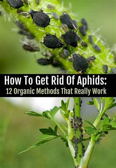 How To Get Rid Of Aphids 12 Organic Methods That Work In 2020 Get