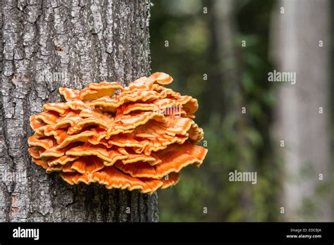 The Edible Chicken Of The Woods Or Sulphur Shelf Mushrooms Grows On