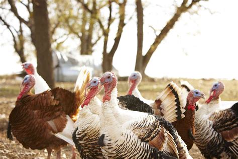 Thanksgiving is a holiday full of family, fun and lots of food. Where to Buy Turkey Poults - Hatcheries and Suppliers