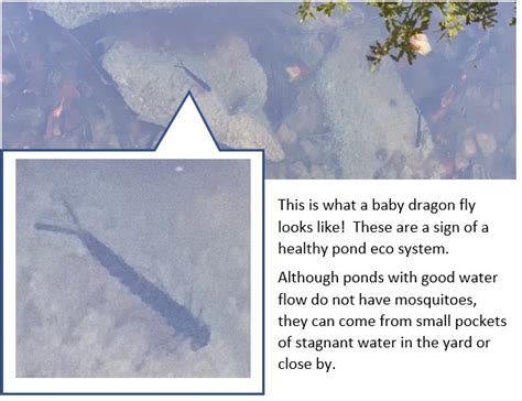 Why Dragonflies Are Important For Oklahoma Ponds Oklahoma City Yukon Ok