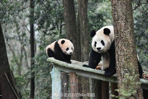 Giant Panda Pang Da Hai Wuth Mama Ying Hua At Bifengxia In 2018