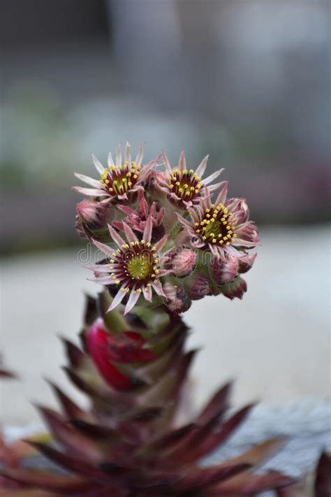 Delicate Flowers And Buds Of Hens And Chicks Plant On A Thick Stalk