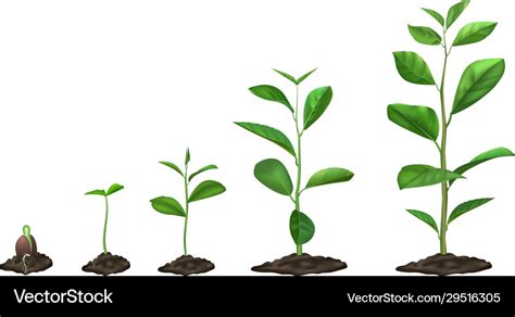 Realistic Plant Growth Stages Young Seed Growing Vector Image