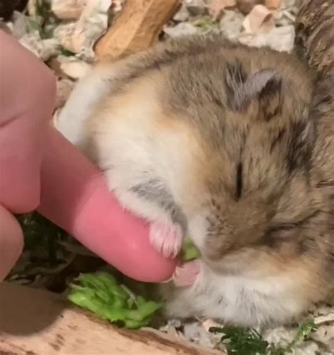 Biscuitmyhamster On Twitter Wanted To Hold Her Hand While She Eats