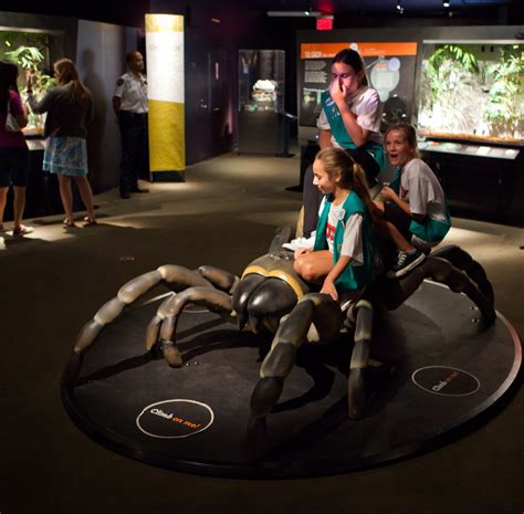 ‘spiders Alive At American Museum Of Natural History The New York Times